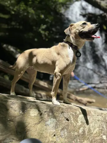 Lady Bird thumbnail 4