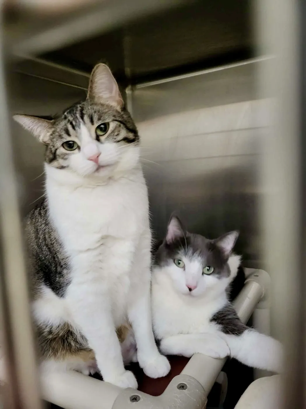 Furby & Emmett - Photo 1