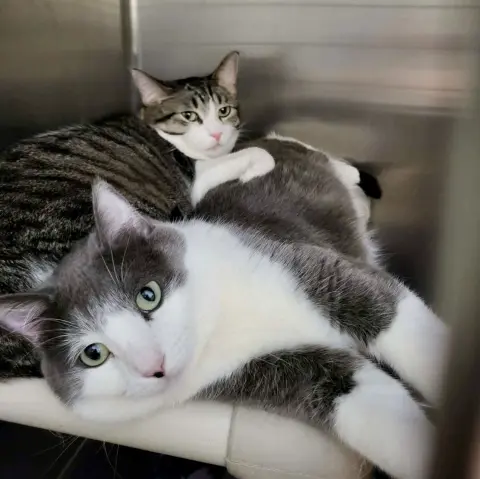 Furby & Emmett thumbnail 2