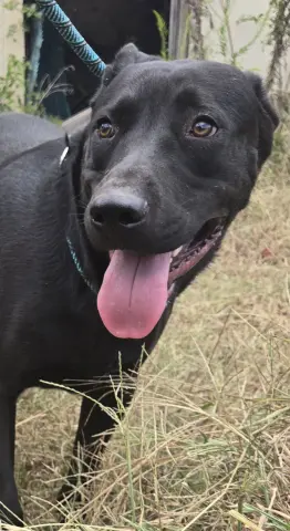 Augustus thumbnail 5