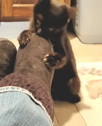 Obsidian thumbnail 5