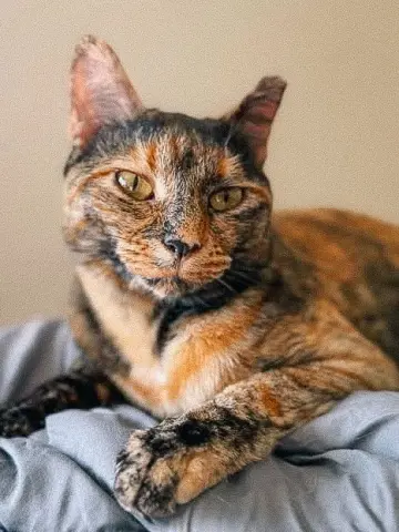 Cindy Lou thumbnail 3