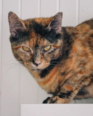 Cindy Lou thumbnail 5