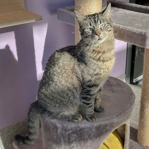 Tater Tot thumbnail 2