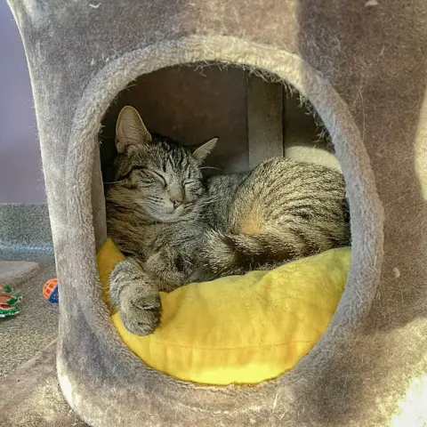 Tater Tot thumbnail 3