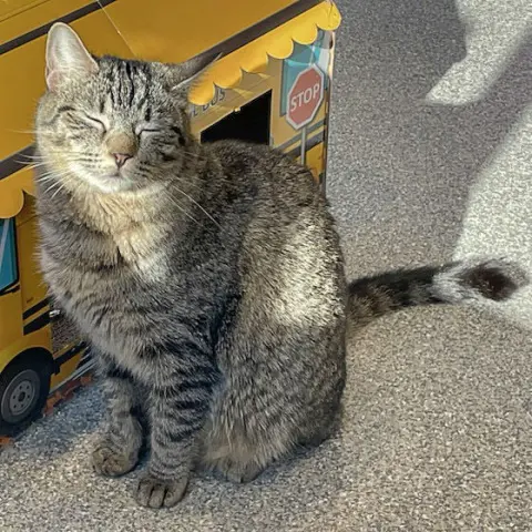 Tater Tot thumbnail 4