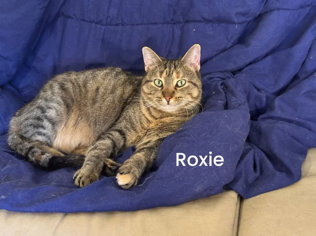 Roxie - Photo 3