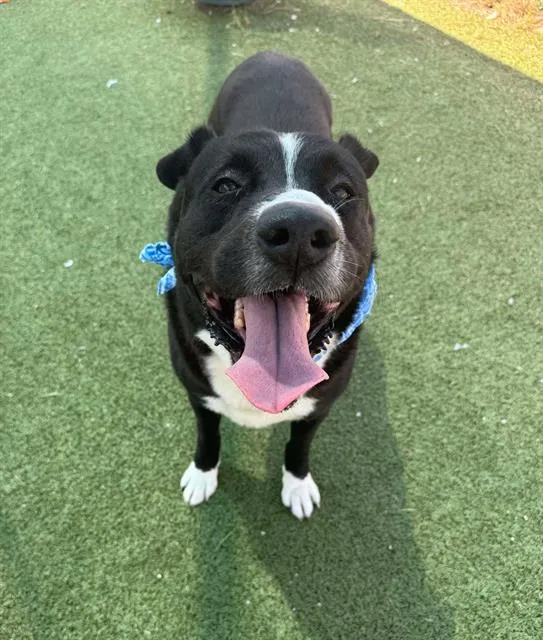 Swiss Roll - Photo 1