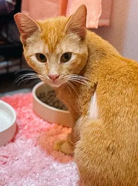 Mandolin thumbnail 3