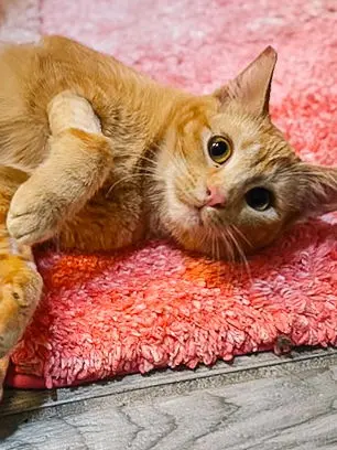 Mandolin thumbnail 4