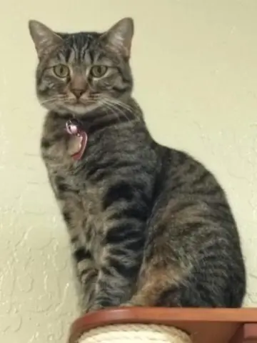 Cleopatra thumbnail 3