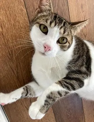 Marshall thumbnail 3