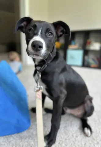 Ghirardelli thumbnail 3