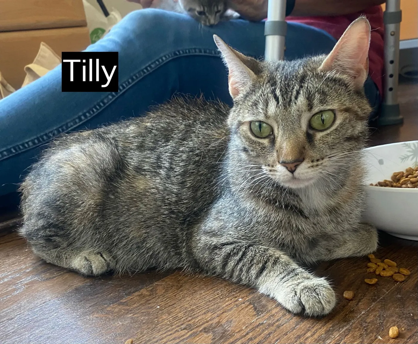 Tilly - Photo 4