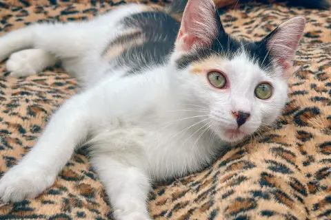 Daisykins thumbnail 3