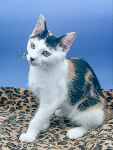 Daisykins thumbnail 5