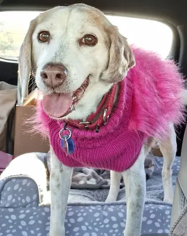 Scarlett thumbnail 2