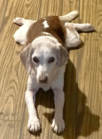 Scarlett thumbnail 4