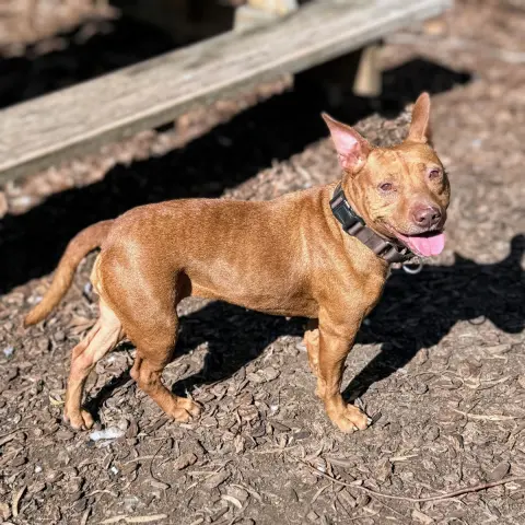 Corvette thumbnail 3