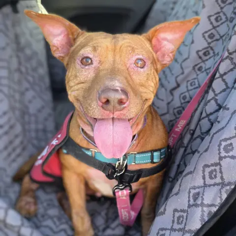 Corvette thumbnail 4