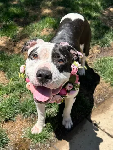 Clarabelle thumbnail 3