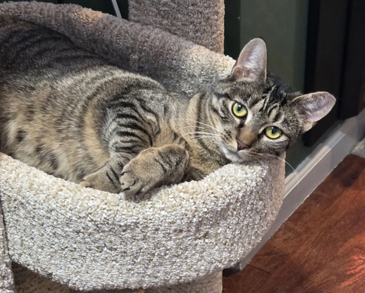 Stella Rose - Photo 1