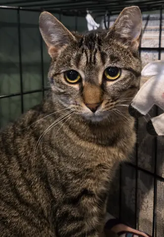 Stella Rose thumbnail 2