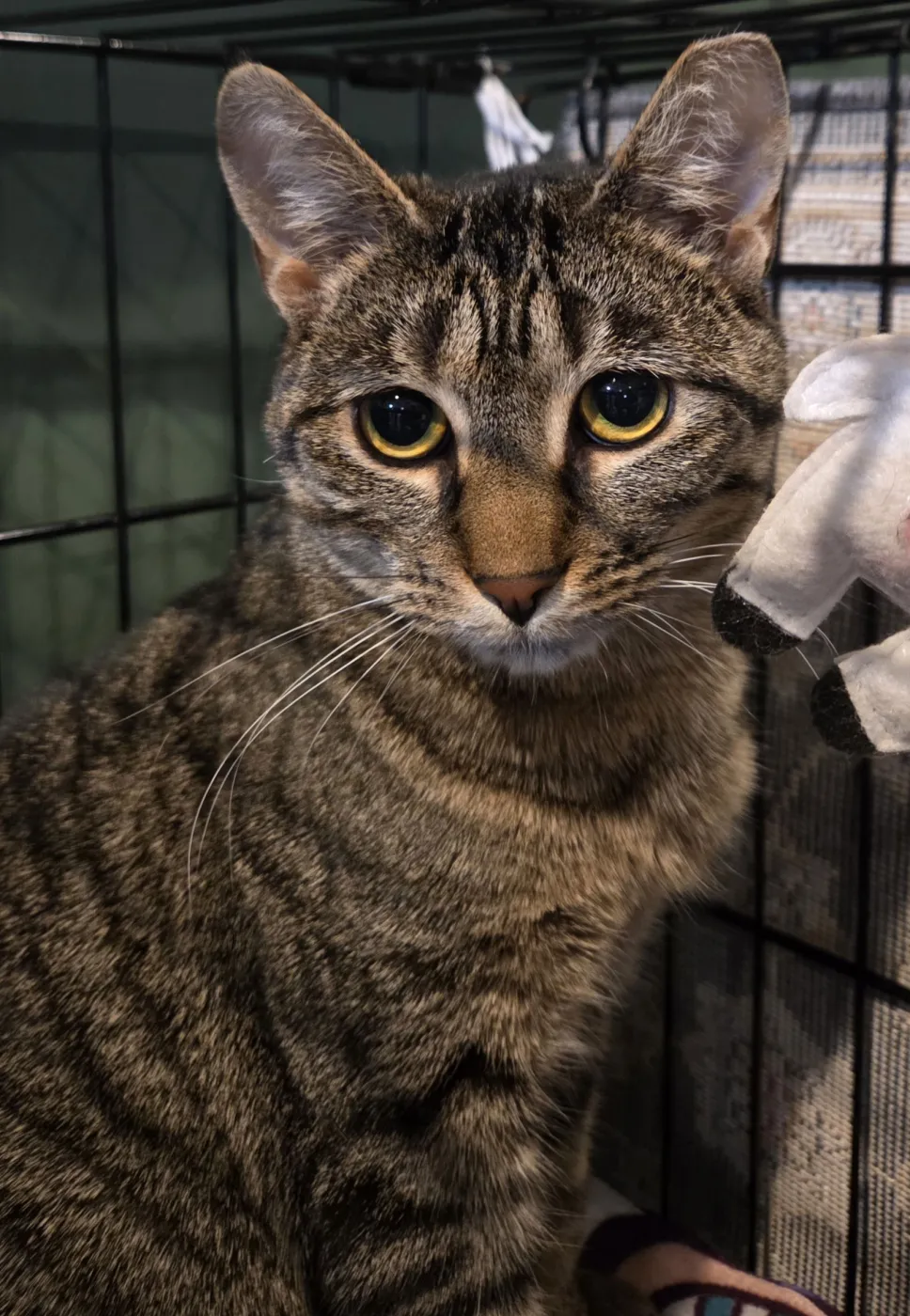 Stella Rose - Photo 2