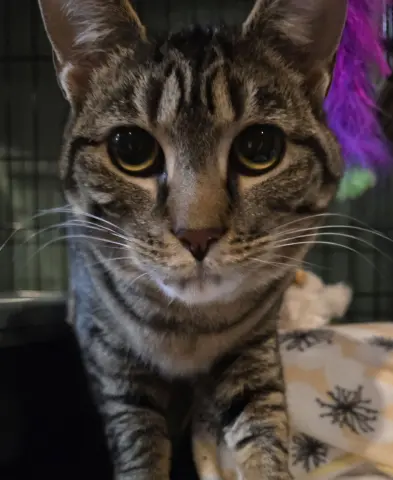 Stella Rose thumbnail 3