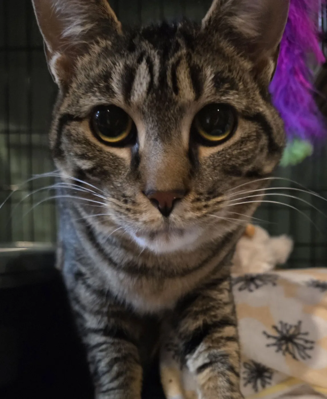 Stella Rose - Photo 3