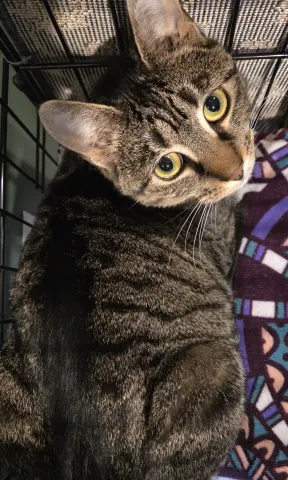 Stella Rose thumbnail 4