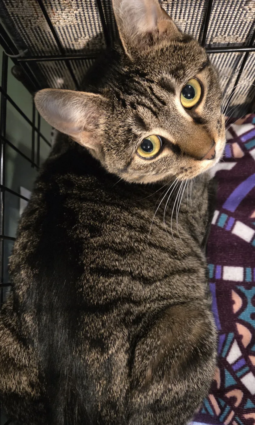 Stella Rose - Photo 4