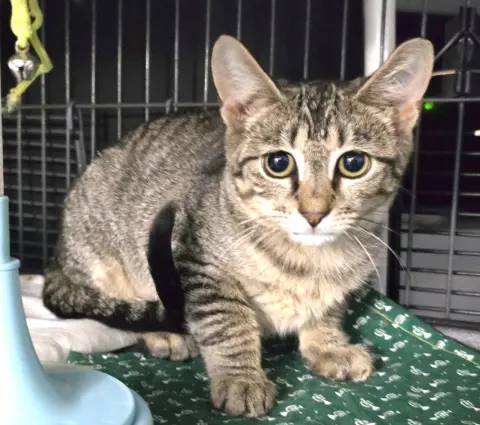 Stella Rose thumbnail 5