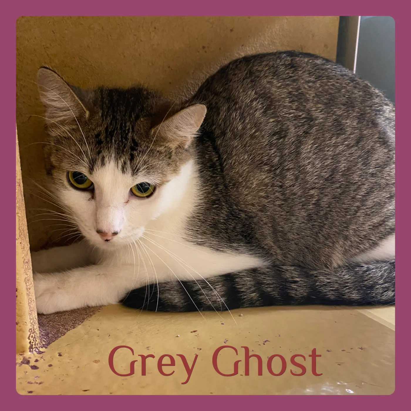 Grey Ghost - Photo 2