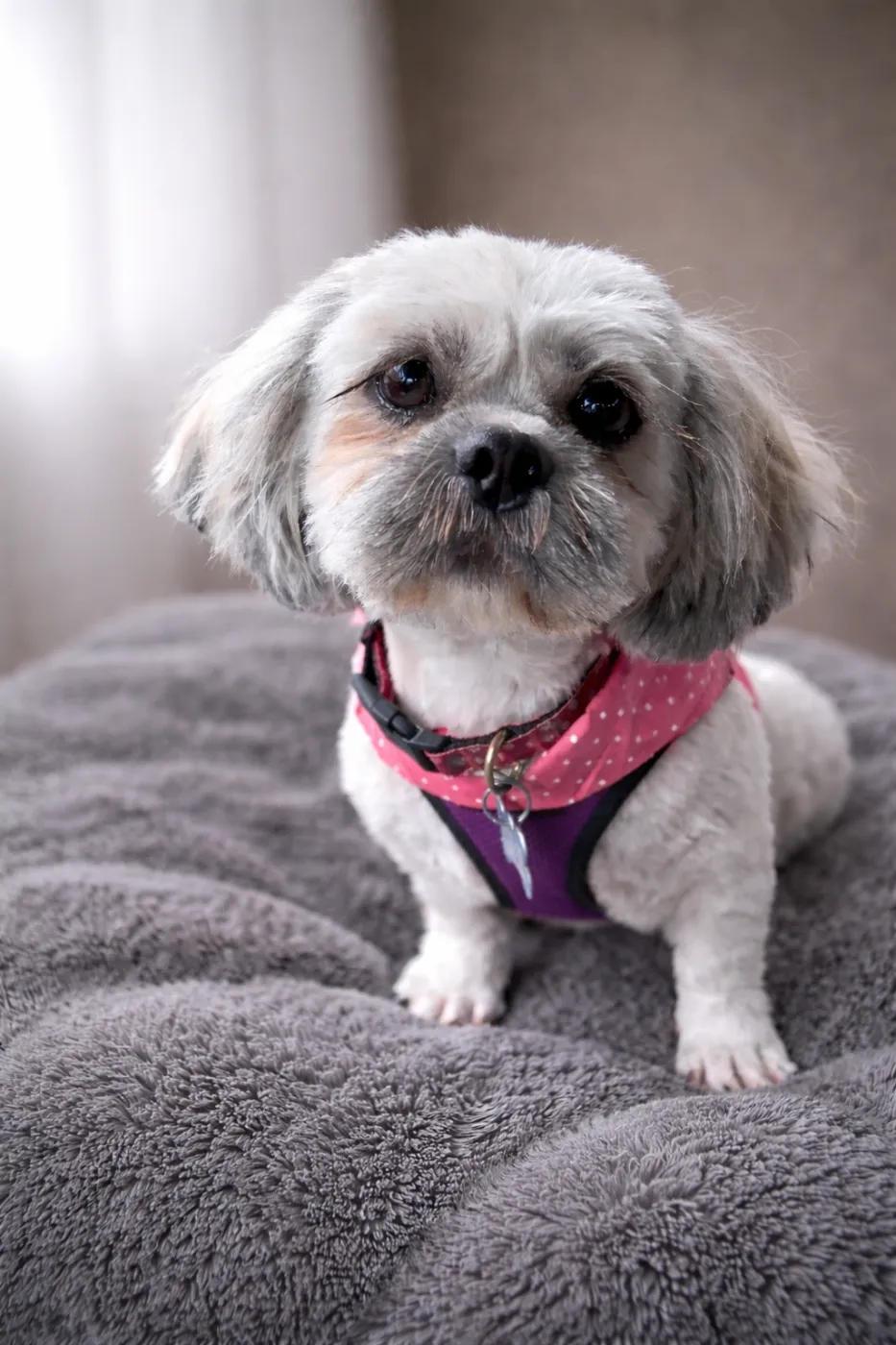 Clarabelle - Photo 1