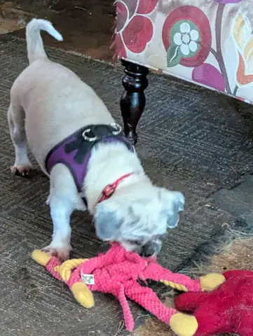 Clarabelle thumbnail 3