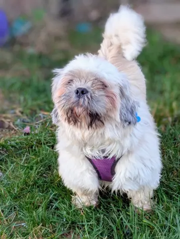 Clarabelle thumbnail 4