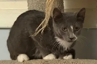 Pooh Bear thumbnail 3