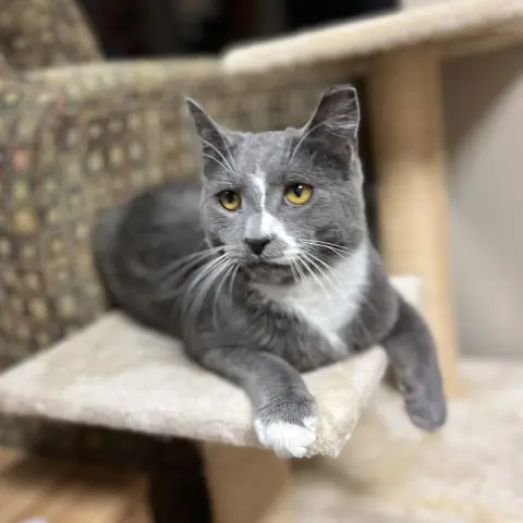 Pooh Bear thumbnail 4