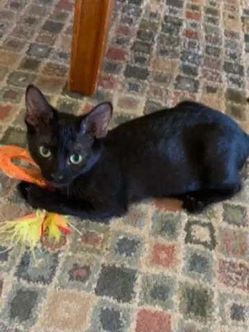 Prosperity thumbnail 3