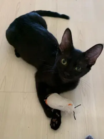 Prosperity thumbnail 4