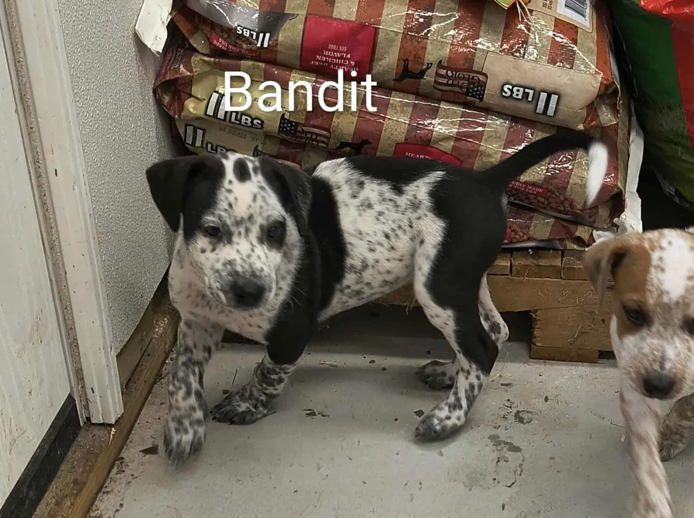 Bandit - Photo 5