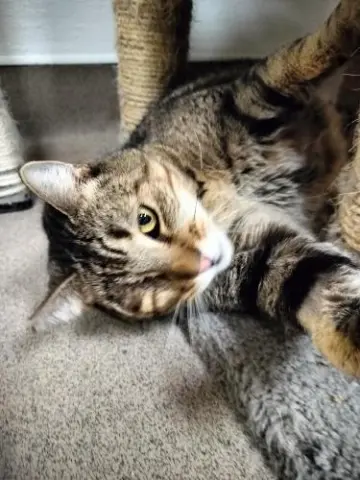 Skittles thumbnail 4