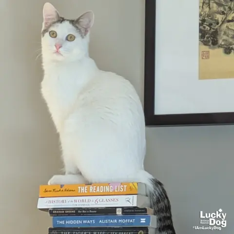 Bittie Casper thumbnail 2