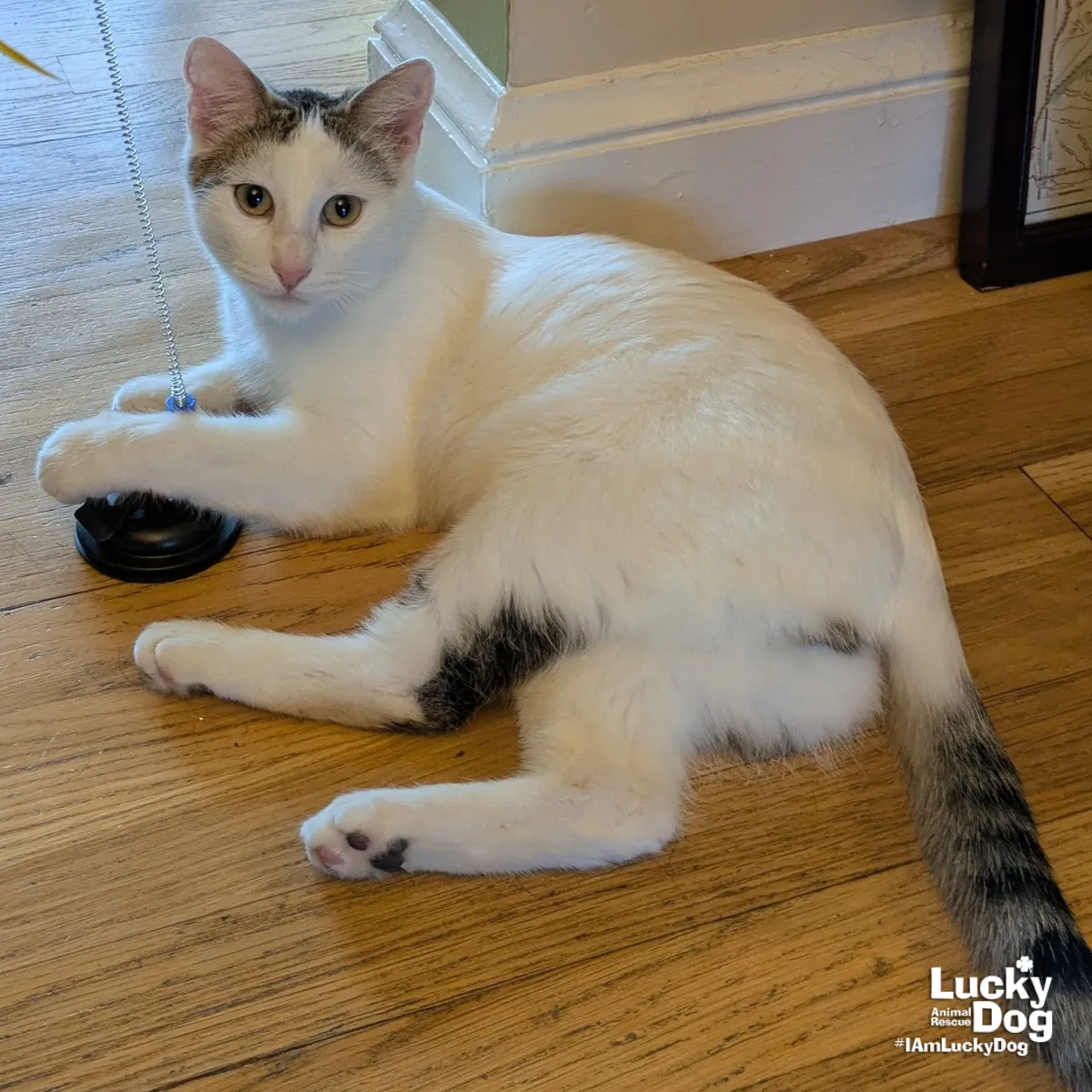 Bittie Casper - Photo 3