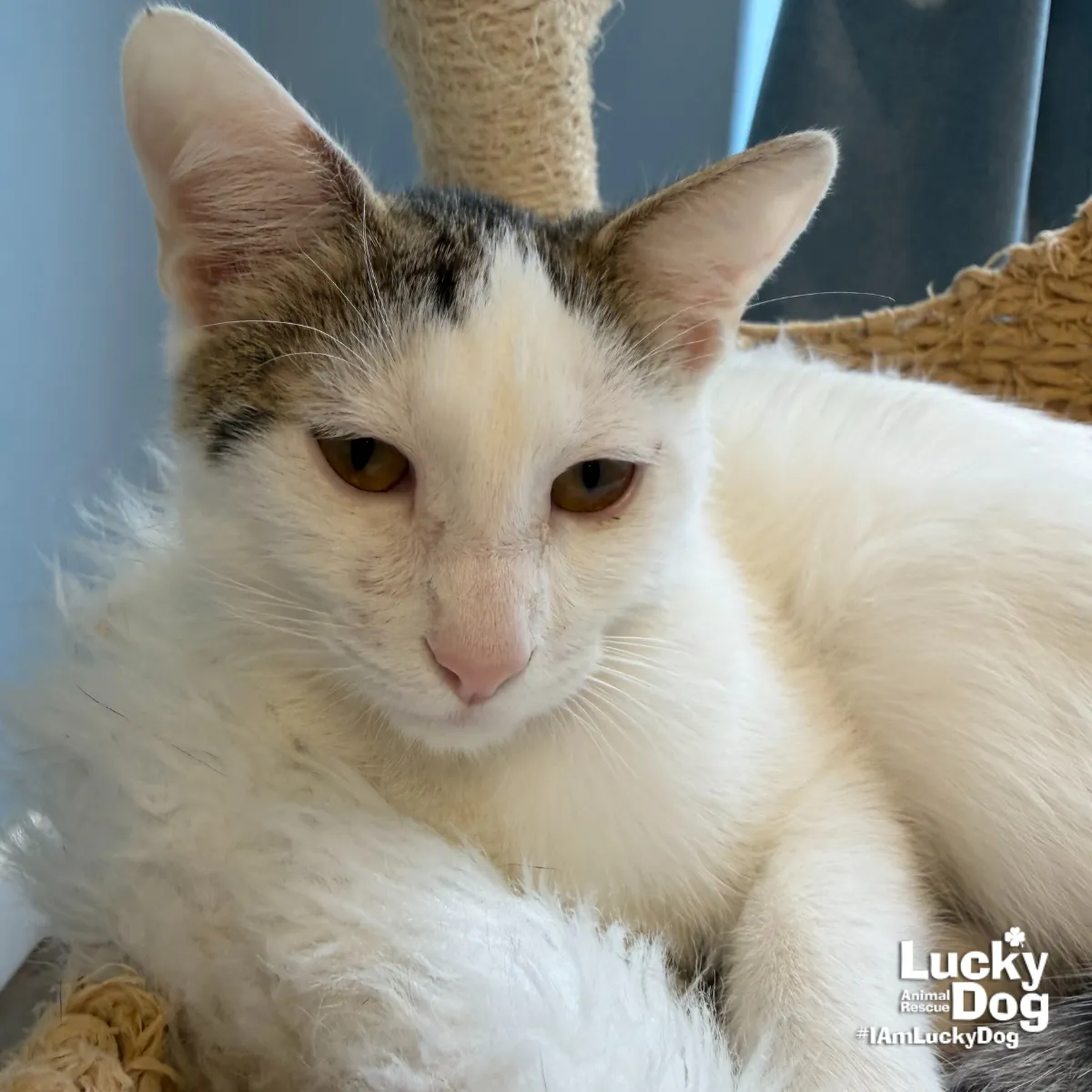 Bittie Casper - Photo 4