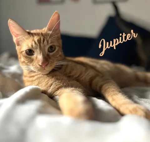 Jupiter