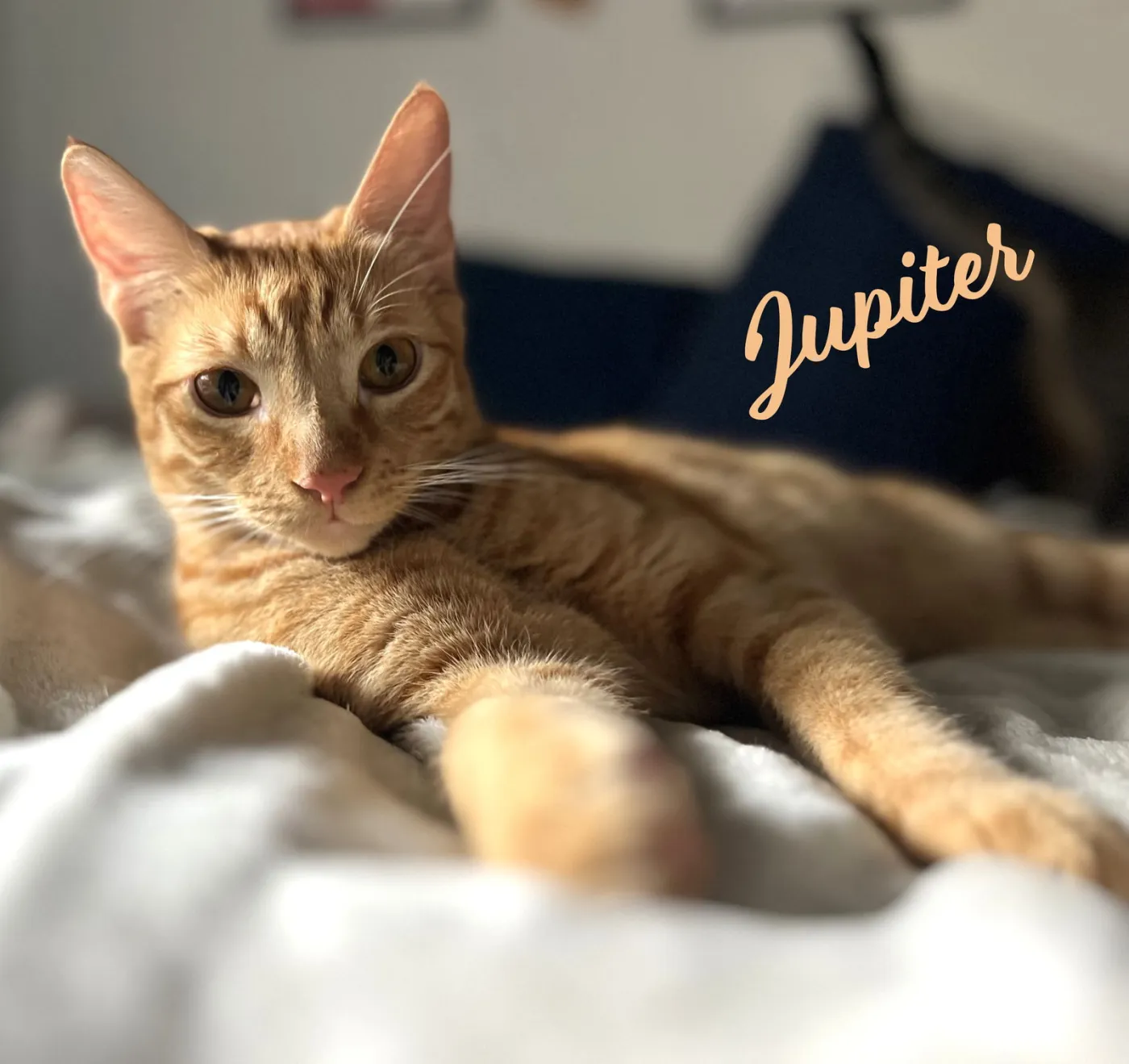 Jupiter - Photo 1
