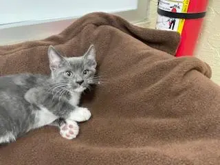 Temu Tim thumbnail 3