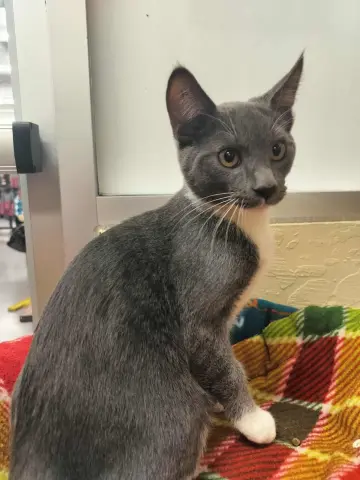 Temu Tim thumbnail 4